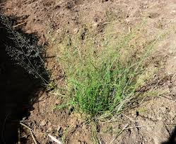 Image result for Eragrostis homblei