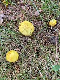 Image result for Lipocarpha atra