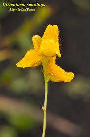 Image result for Utricularia simulans