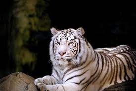 Asian Falls Fort Worth Zoo Fort Worth Zoo Zoo Fort Worth