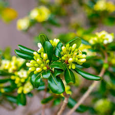 Image result for Pittosporum