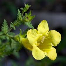 Image result for Rhynchosia micrantha