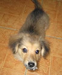 Check spelling or type a new query. Dachshund Pomeranian Mix Photos Animal Lover Dachshund Pomeranian Puppy Teacup