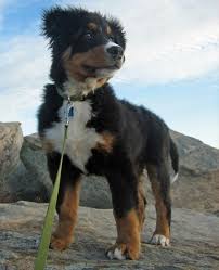 Bernese water dog personality related searches: Harper The Bernese Mountain Dog Dogs Puppies Aussie Dogs