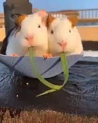 Pin On Adorable Animals