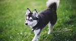 Alaskan Klee Kai Puppies for Sale in USA, Page 1 (10 per ...