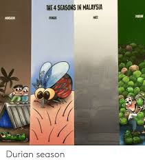More images for lockdown malaysia meme » The 4 Seasons In Malaysia Durian Haze Dengue Monsoon Durian Season Malaysia Meme On Me Me