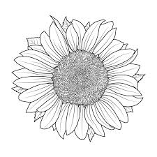 Sunflower Coloring Stock Illustrations 1 172 Sunflower Coloring Stock Illustrations Vectors Clipart Dreamstime I loved how the authors colored in a few of the pages to inspire you, but the rest were left empty for the colorer to fill with their own.