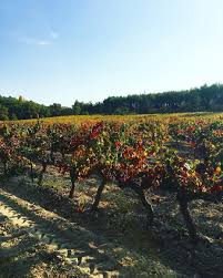 Les Belles Couleurs D Automne Photo Prise A La Ferme Du Bregalon De Rognes Un Conseil Arretez Vous Si Vous Passez Dans Le Coin Instagram Vineyard Outdoor