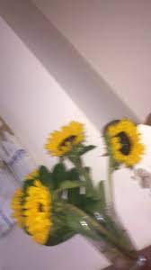 Check spelling or type a new query. Pin Oleh Hilary Di Wallpaper Bunga Matahari Bunga