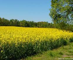 I don't think there is any smell after the flowers have died and. Yellow Fields Of Flowering Rapeseeds For Canola Oil In Richmond Virginia Photos