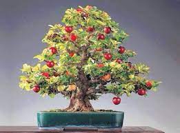 Flowering & fruiting bonsai trees. Apple Bonsai Trees