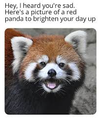 Best collection of funny red panda pictures. Red Pandas Are The Best Happy Pills R Wholesomememes Wholesome Memes Know Your Meme