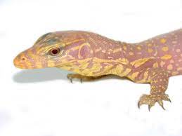 Photos Meet This Albino Water Monitor Water Monitor Reptiles Pet Fierce Animals