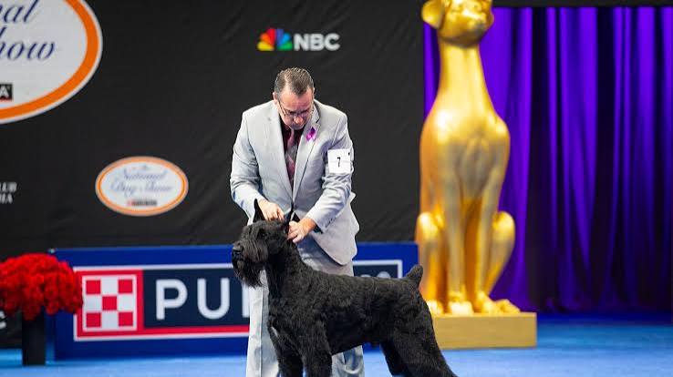Who won the National Dog Show? Meet the 2025 Best in Show winner