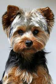 le yorkshire terrier est une race de chien de petite taille appartement au groupe des terriers et originaire du comte yorkie dogs terrier puppies yorkie puppy
