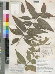 Image result for Warneckea albiflora