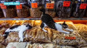 It began in 2002 by the international fund for animal welfare and other animal rights groups to celebrate the most popular pet on the planet. Happy International Cat Day Cgtn