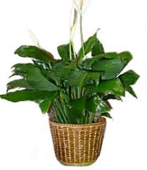 Designed by isamu noguchi and commissioned by henry segerstrom, the garden is hidden. Conroy S Costa Mesa Harbor Blvd Costa Mesa Ca 92626