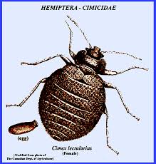 Image result for Cimex Lectularius L