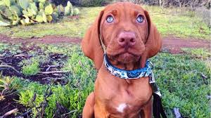 The vizsla is a dog breed from hungary and belongs to the federation cynologique internationale (fci) group 7 (pointing dogs), the canadian kennel club (ckc) group 1 (sporting group), and the american kennel club (sporting group). 13 Things You Might Not Know About Vizslas The Dog People By Rover Com