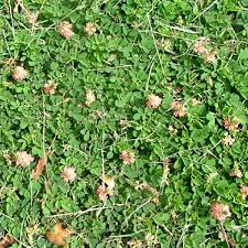 Image result for Indigofera circinella