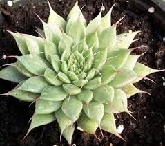 Temperature can kill or disfigure cactus plants. 24 Cold Hardy Cacti And Succulents That Can Withstand Frost Succulent Plant Care