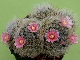 How to look after the brain cactus. How To Grow And Care For A Powder Puff Cactus World Of Succulents