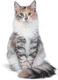 Hemi was hit by a car and landed at a grand rapids mi veterinarian with a broken pelvis and his tail ripped off. The 10 Best Types Of Cat Britannica