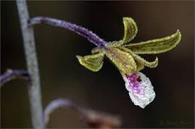 Image result for Eulophia callichroma