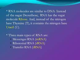 The hydrogen bonds between the nitrogenous base pairs of dna are strong. Which Pair Of Nitrogenous Bases Will Form A Bond In A Dna Molecule Which Pair Of Nitrogenous Bases Will Form A Bond In A Dna Molecule Structure And Function Of Dna