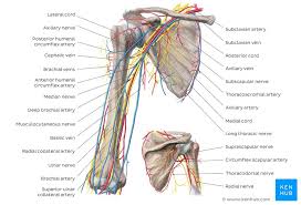 Related posts of anatomy veins arteries diagram. Major Arteries Veins And Nerves Of The Body Anatomy Kenhub