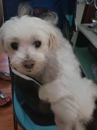 Just ran across this shot of my lil' Annie. RIP. .