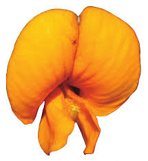 Image result for Aeschynomene schimperi