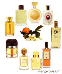Shop For Hard To Find Perfumes Fragrances And Candles Perfume Perfume Scents Citrus Perfume
