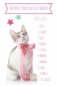 The Most Popular Cat Names In America Cute Cat Names Girl Cat Names Cat Names