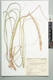 Image result for Cenchrus macrourus