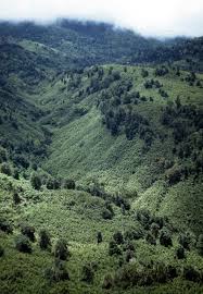 Image result for Oldeania alpina