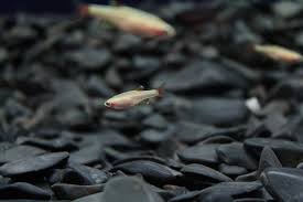 Jun 23, 2021 · another small schooling fish designed for novice fishkeepers, the white cloud mountain minnow must be kept in a tank that is no smaller than 10 gallons. 13 Awesome Schooling Fish For Your Aquarium With Pictures