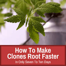 I slice them diagonally so when it rains the water runs straight off then put the mother under the same light until you can put it outside for the yes cutting a cactus and allowing that clone to calus over and rooting it is a a for. How To Make Clones Root Faster In Only 7 To 10 Days