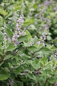 Image result for Vitex fischeri