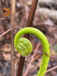 Image result for Pteris tripartita