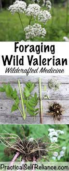 Foraging Wild Valerian For Better Sleep Medicinal Plants Herbs For Sleep Herbs