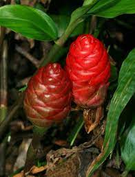 Zingiber Zerumbet Shampoo Ginger Bitter Ginger Awapuhi Awapuhi Kuahiwi Pinecone Ginger Wild Ginger Hawaii Ginger Plant Hawaiian Plants Ginger Flower