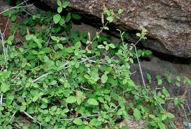 Image result for Acalypha brachystachya