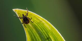 How can i get rid of ticks in my garden. Tick Bite Pictures What Does A Tick Bite Look Like
