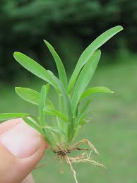 Image result for Chloris pycnothrix