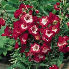 Image result for Penstemon hartwegii