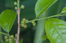 Image result for Margaritaria