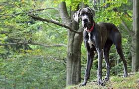 In this way, silver lab great dane mix has also some health concerns to care about instantly. 14 Great Dane Mixes Gigantic Mixed Breeds To Melt Your Heart